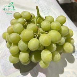 Nho Xanh Không Hạt Nhập Khẩu