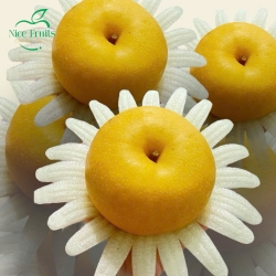Lê Nâu Hàn Quốc