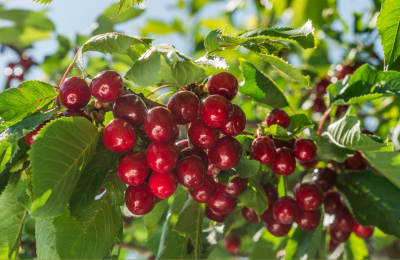 Tìm hiểu về trái cây Cherry
