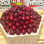 Hồng Ngọc Yêu Thương - NI230